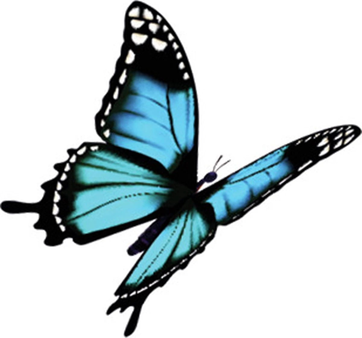 Robijn Klein & Krachtig Wasmiddel Black Velvet 1,19 liter Robijn Klein & Krachtig Wasmiddel Black Velvet 1,19 Liter -Schoonmaakproducten Winkel 1200x1118 6